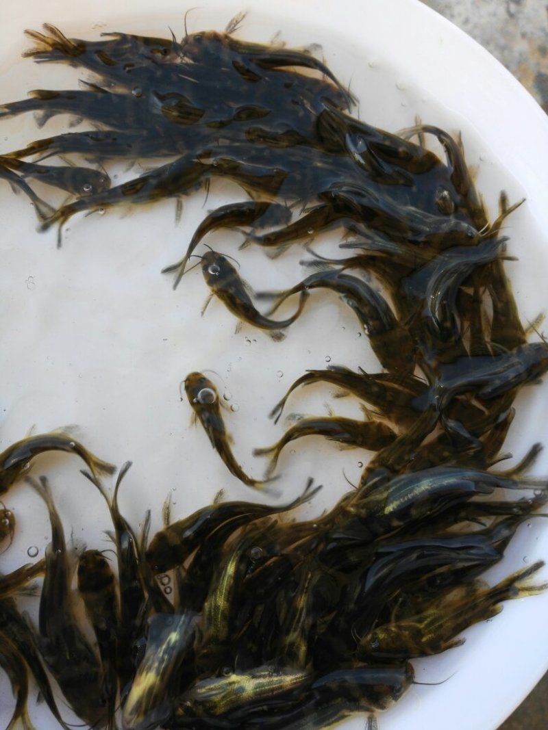 黄颡鱼苗，黄骨鱼苗，黄辣丁鱼苗，大量现货出售，规格齐全