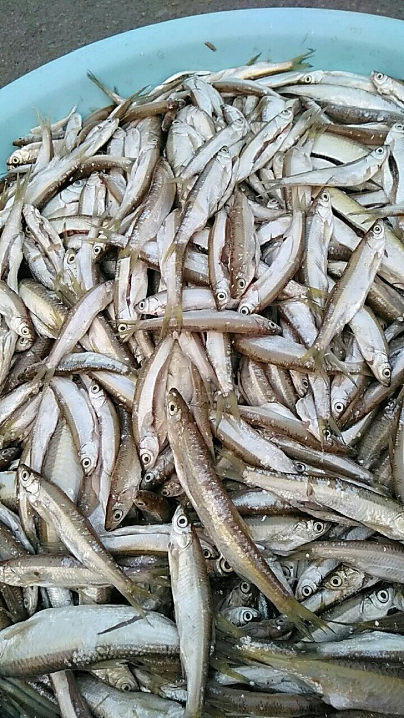 野生蓝刀鱼