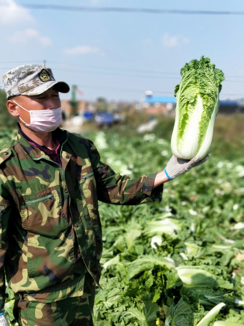 杠菜北京三号净菜大量出货