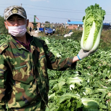 杠菜北京三号净菜大量出货