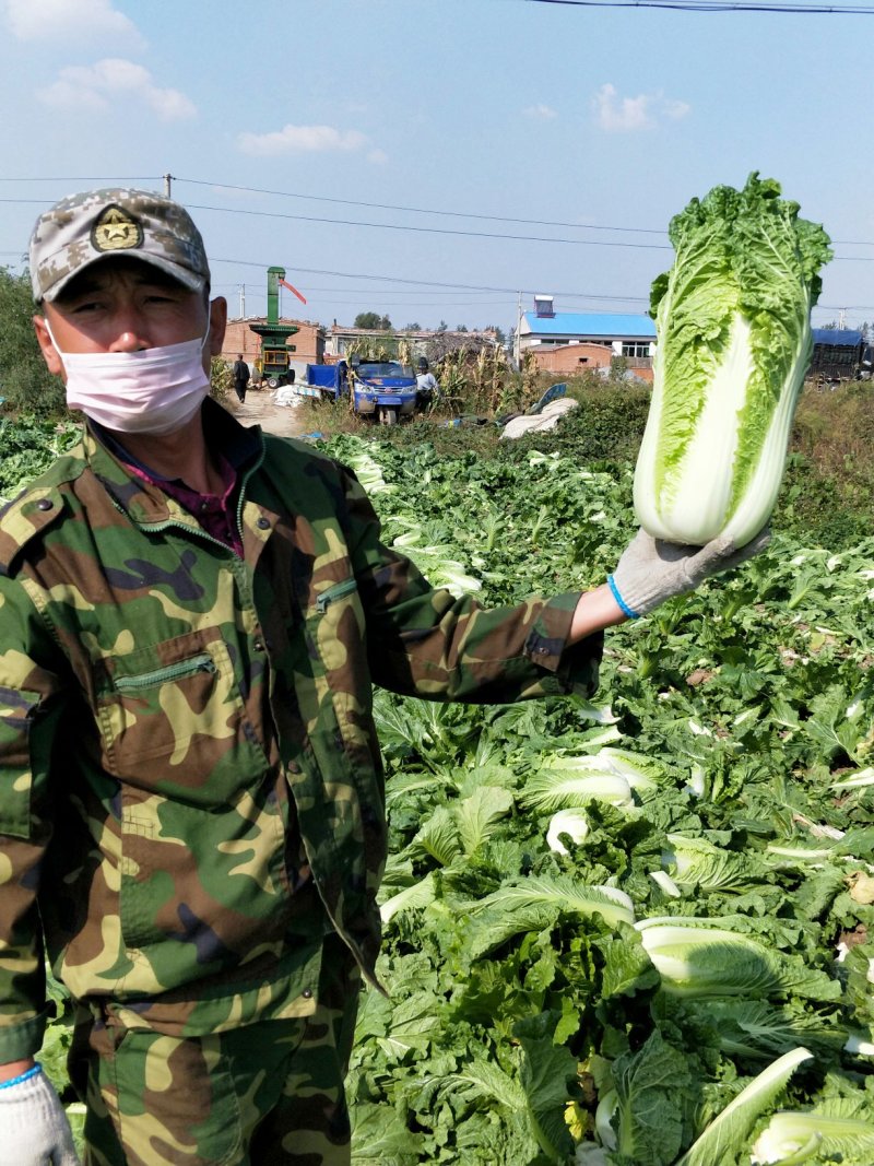 杠菜北京三号净菜大量出货