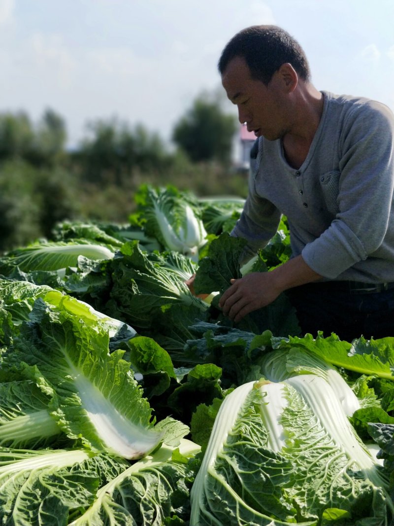 杠菜北京三号净菜大量出货