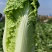 杠菜北京三号净菜大量出货
