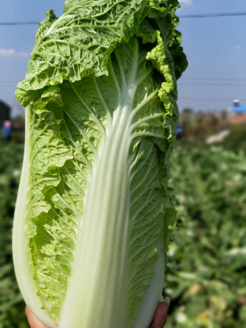 杠菜北京三号净菜大量出货