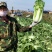 杠菜北京三号净菜大量出货