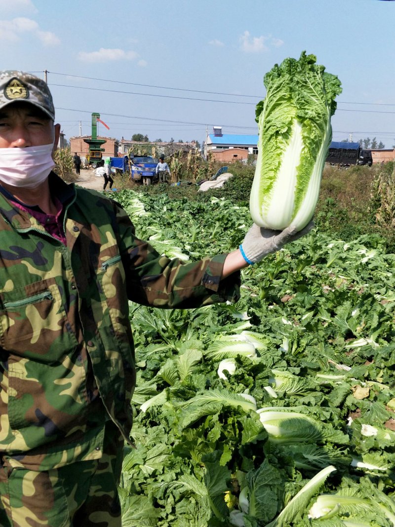 杠菜北京三号净菜大量出货