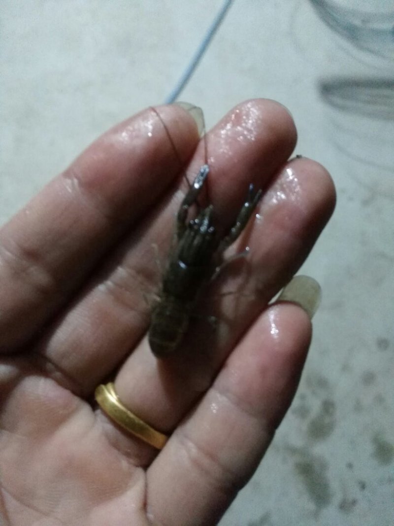 澳洲淡水龙虾苗，品种好，成活率高，快大好养，大量现货批发
