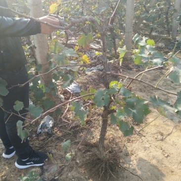葡萄树苗，保证质量，欢迎基地考察，规格齐全