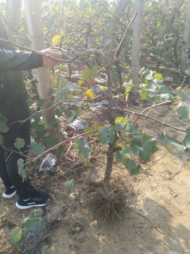 葡萄树苗，保证质量，欢迎基地考察，规格齐全