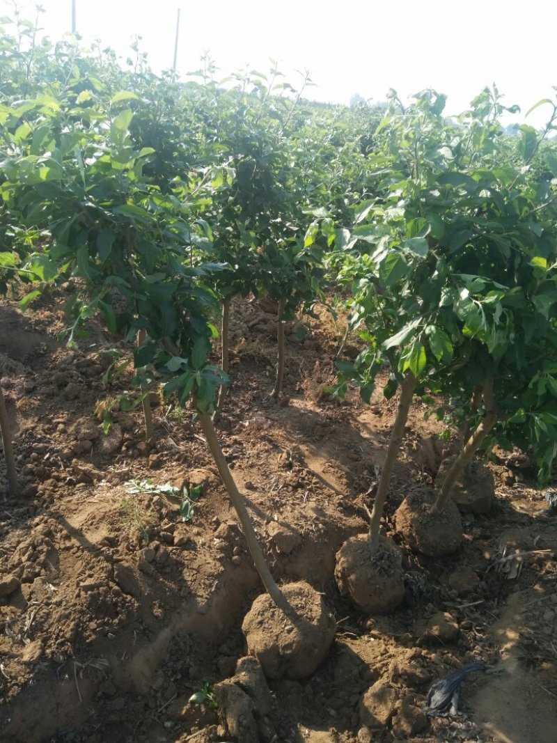 葡萄树苗，保证质量，欢迎基地考察，规格齐全