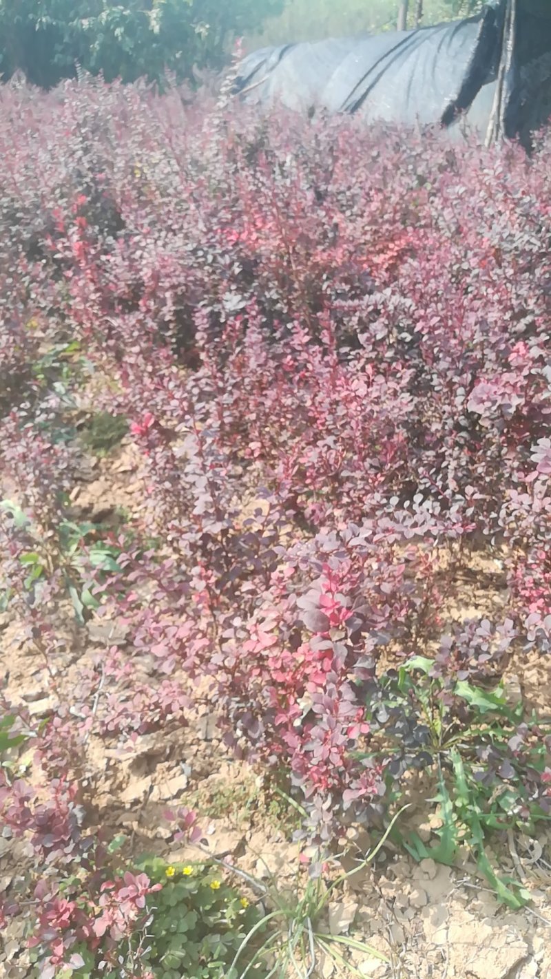 红叶小檗