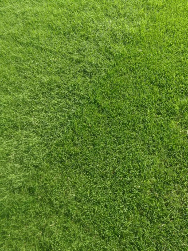 草皮