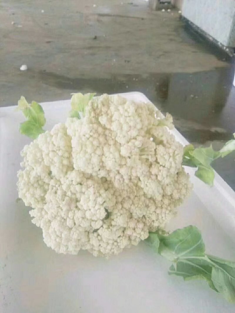松花菜（有机散花菜）河北省邯郸市曲周产地，量大质优