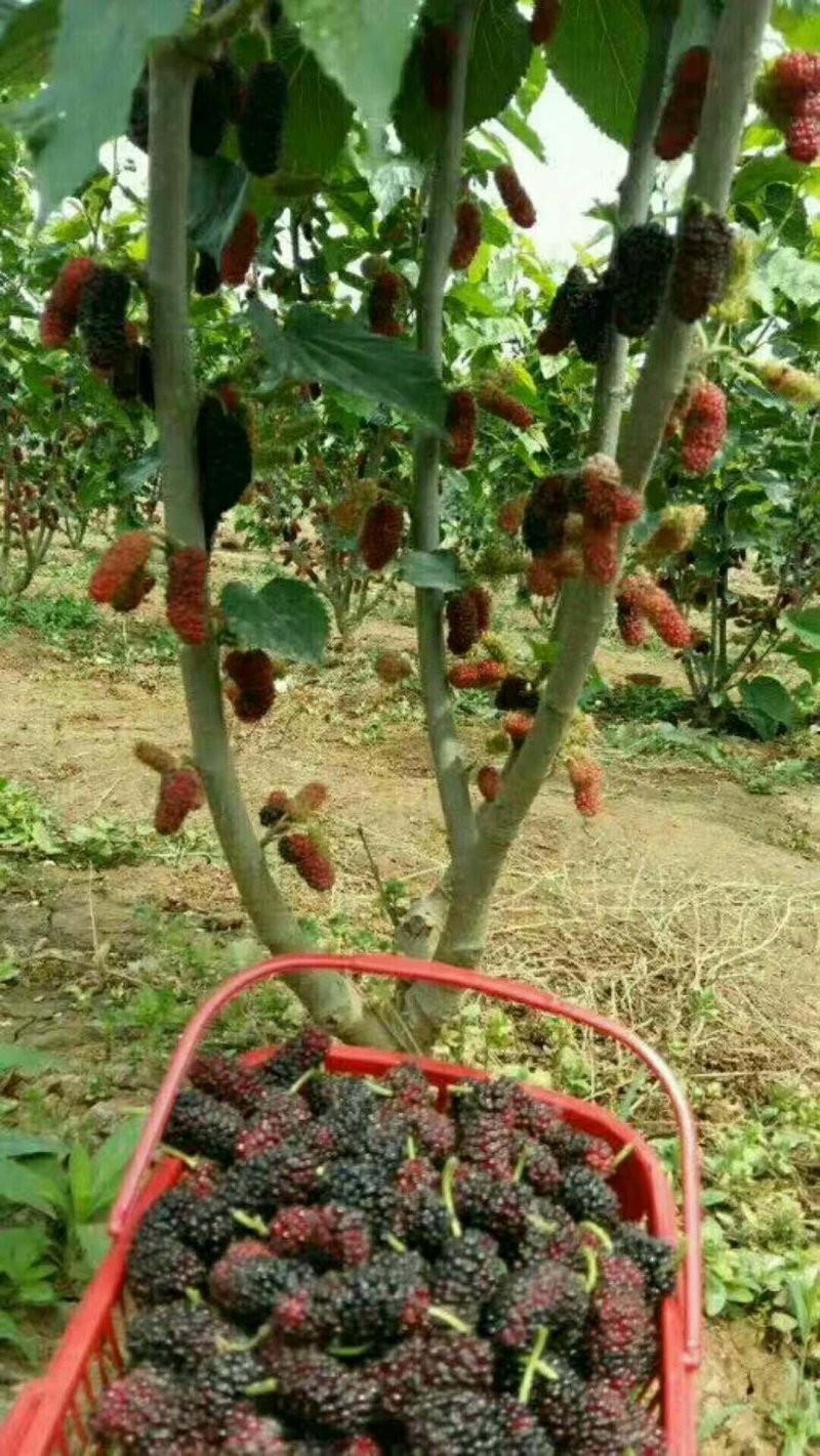 桑葚树