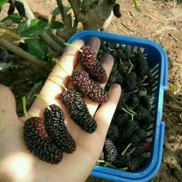 桑葚树
