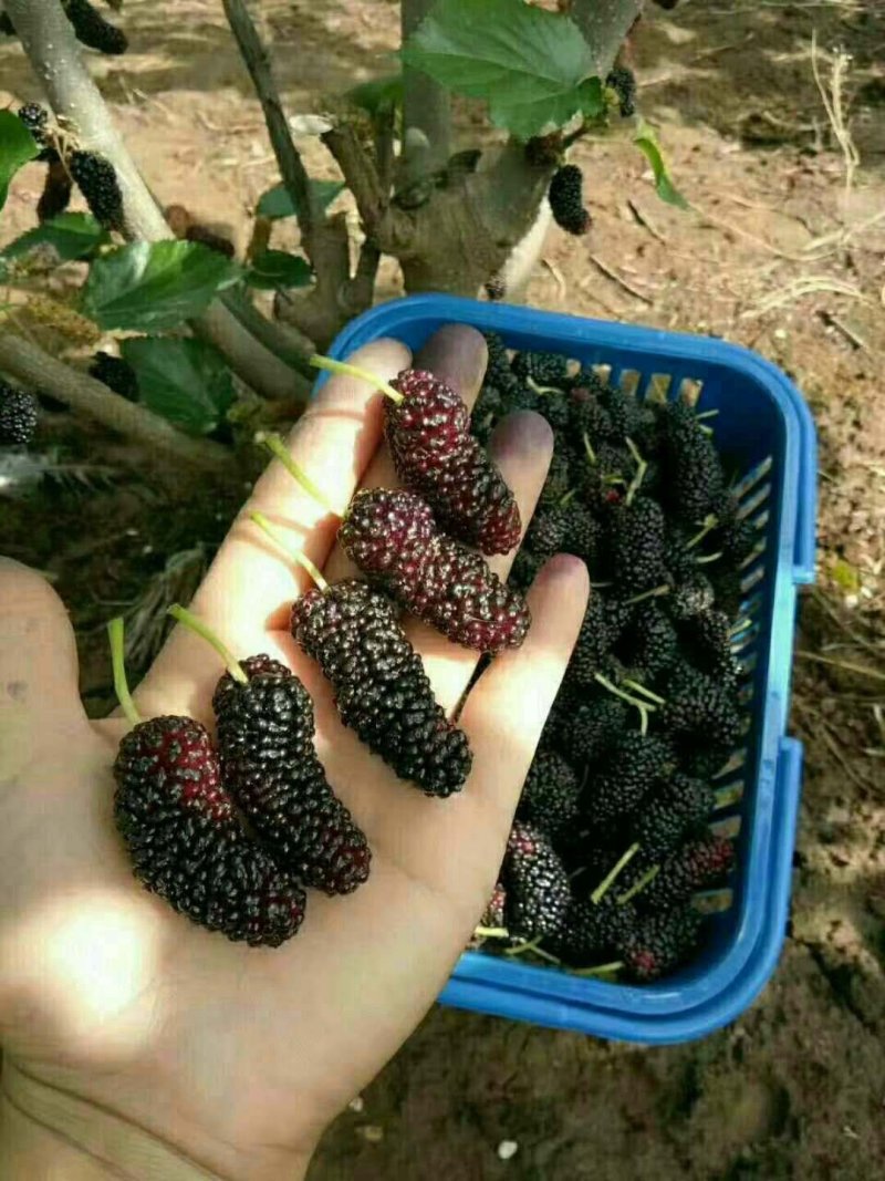 桑葚树