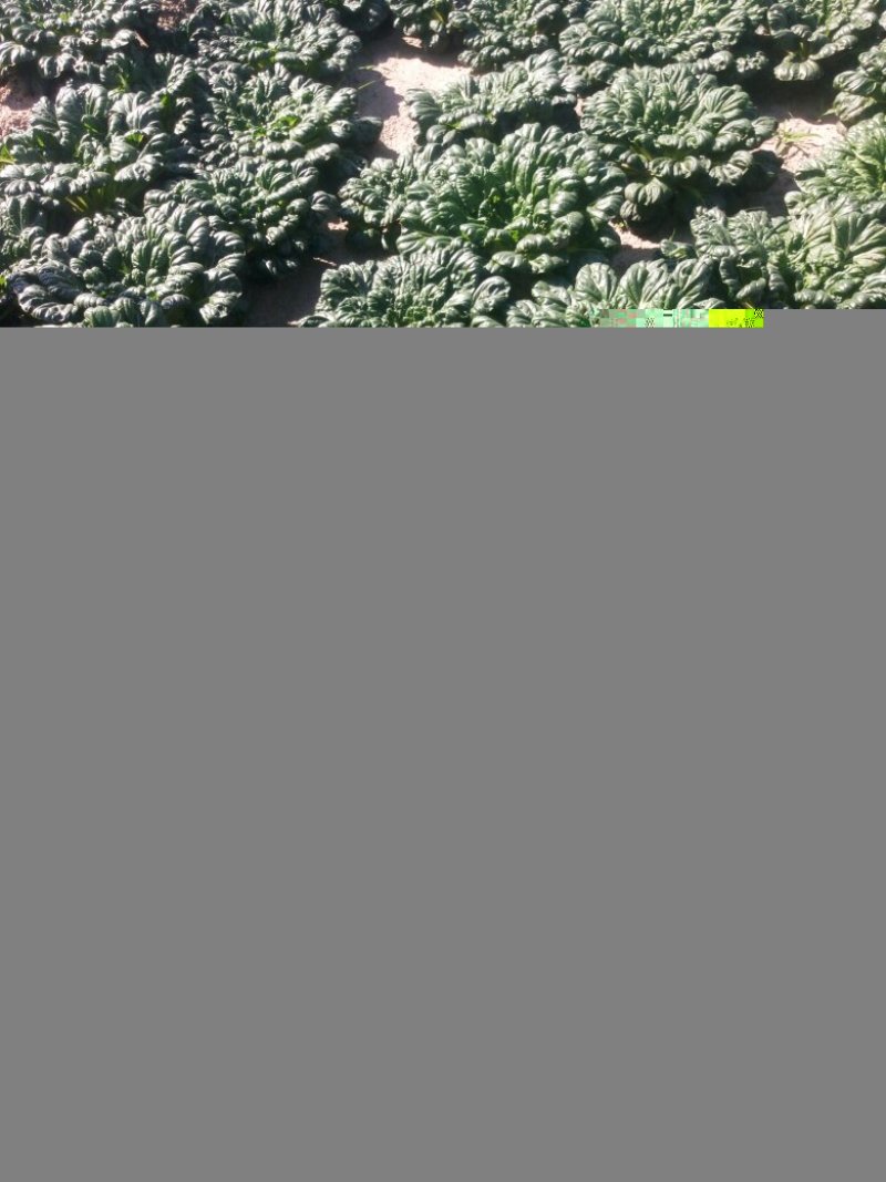 意大利生菜和菊花菜