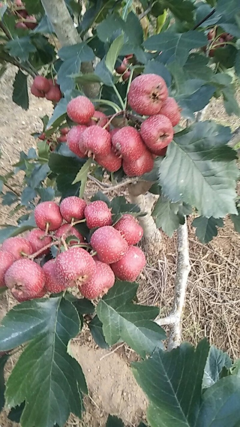 我们这里的大金星山楂开始上市了
