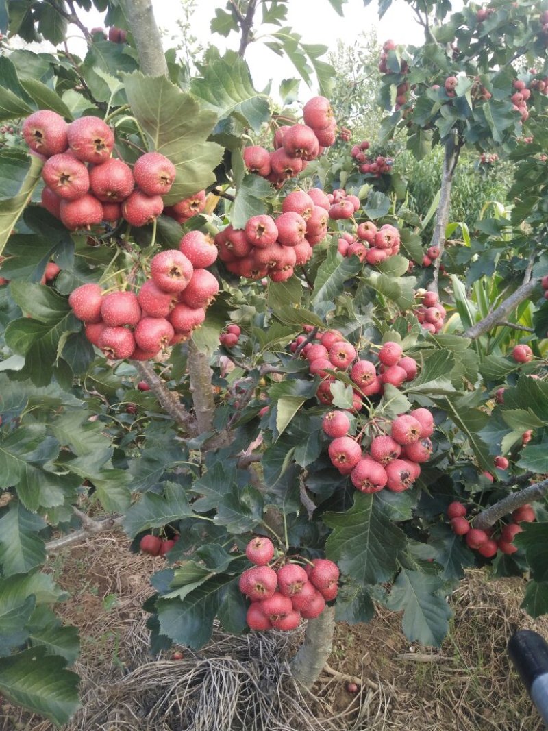 我们这里的大金星山楂开始上市了