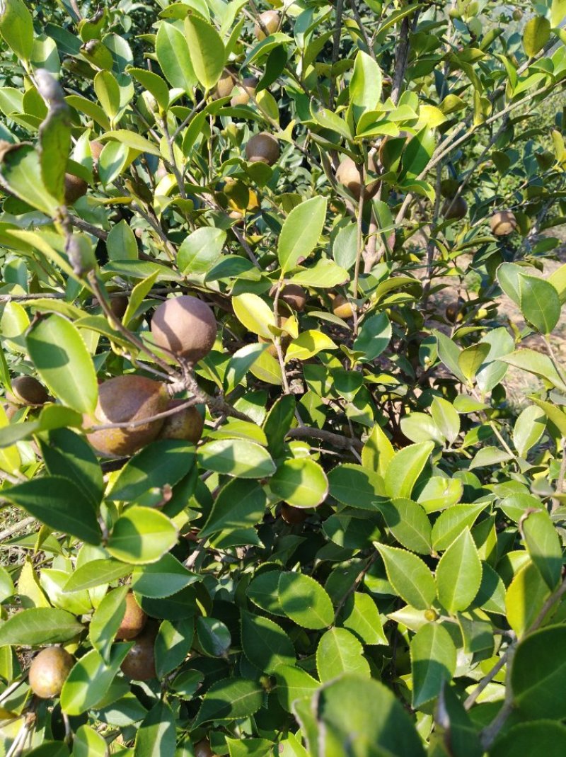 油茶籽