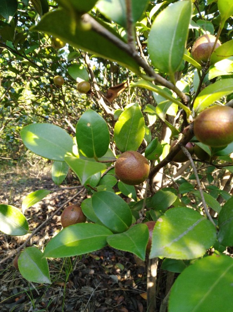 油茶籽