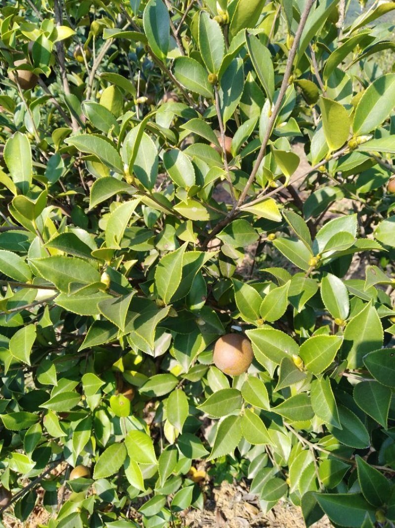 油茶籽