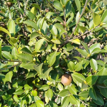 油茶籽