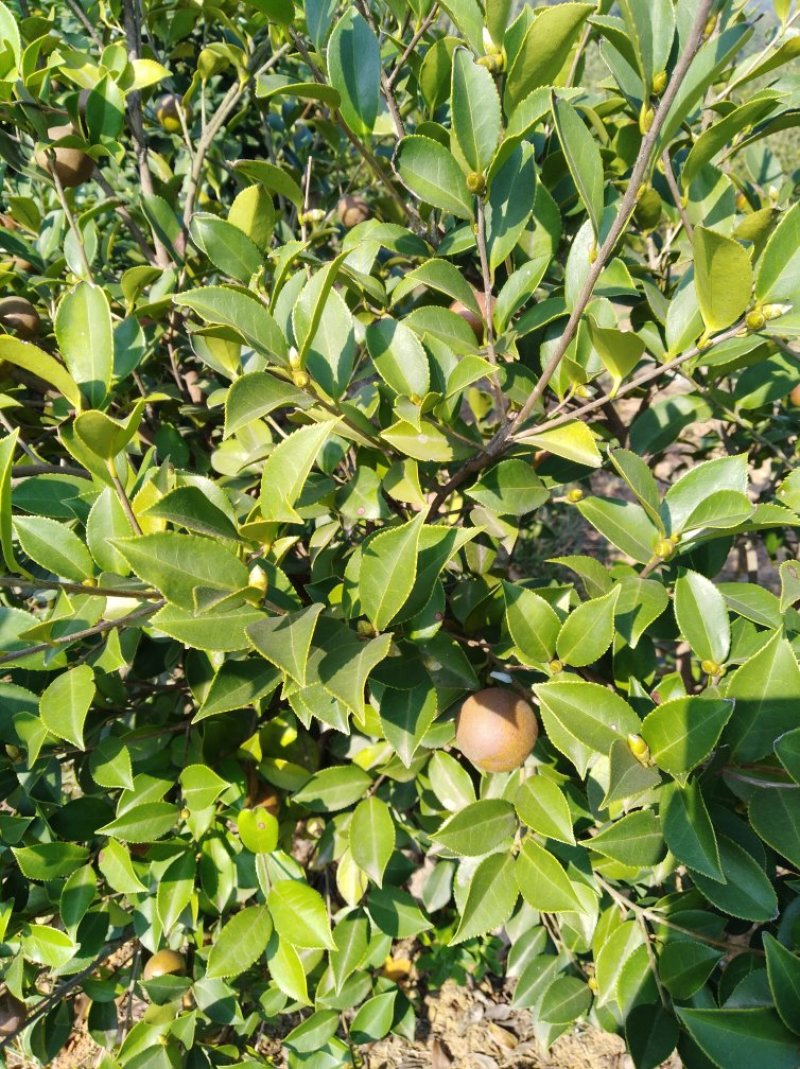 油茶籽