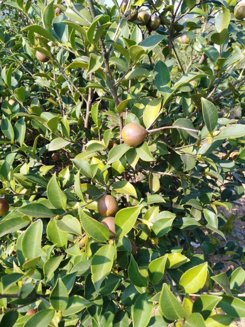 油茶籽
