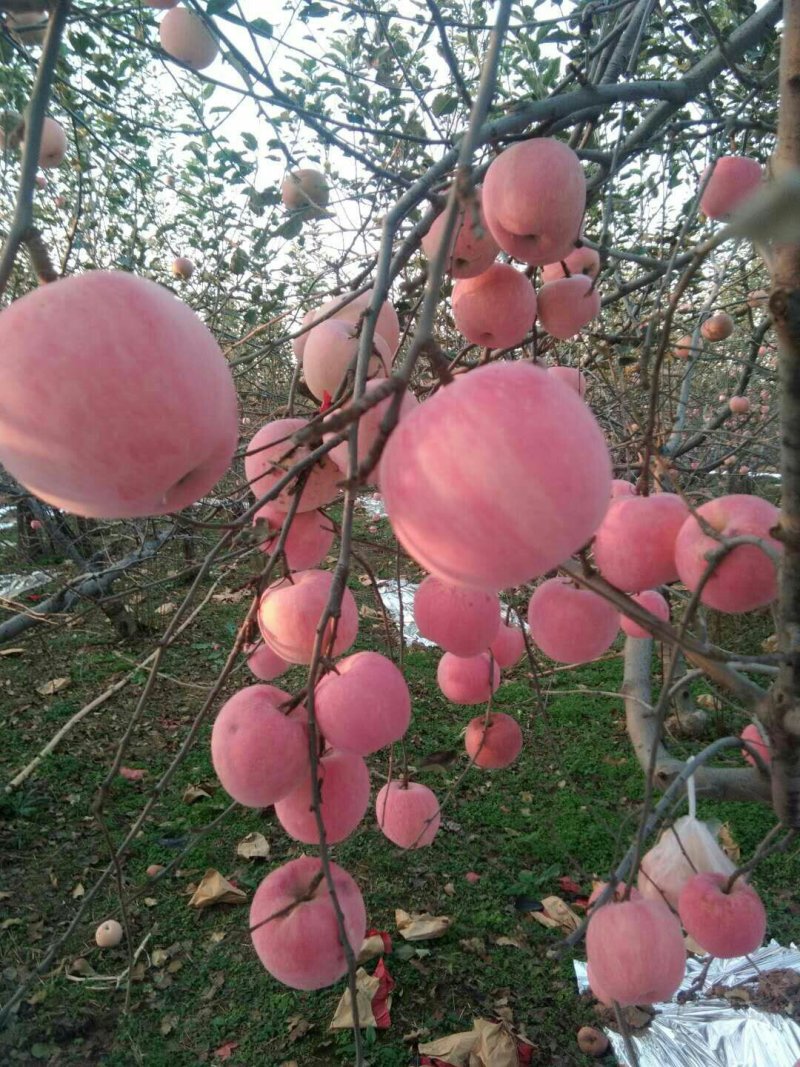 关中环线上的乾县红富士