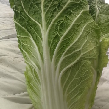 精品黄心白菜产地直发大量上市质量保证发往全国欢迎采购