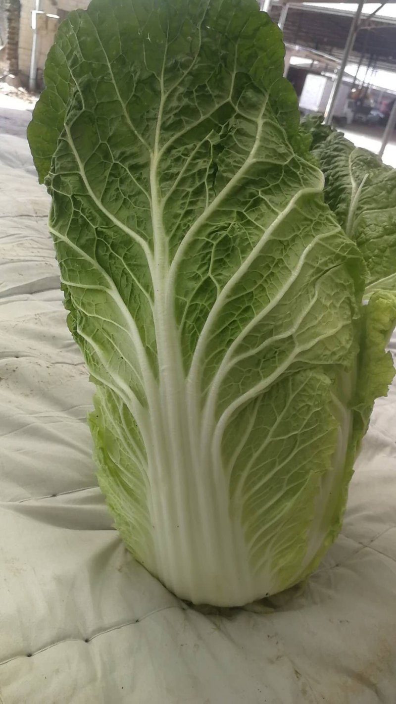 精品黄心白菜产地直发大量上市质量保证发往全国欢迎采购