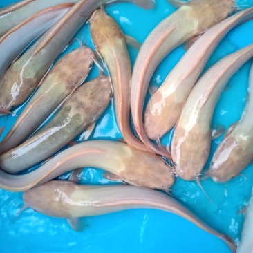 金丝鲶