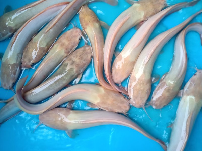 金丝鲶