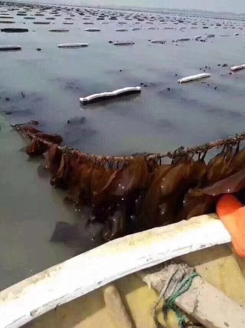 19年货自家自产自销海带/找大量批发/加工厂直接联系本人