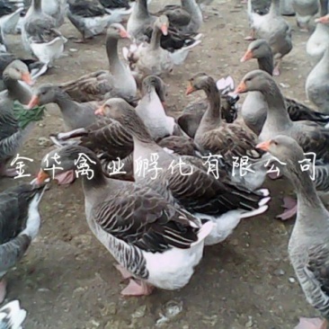 朗德鹅苗