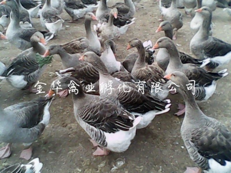 朗德鹅苗