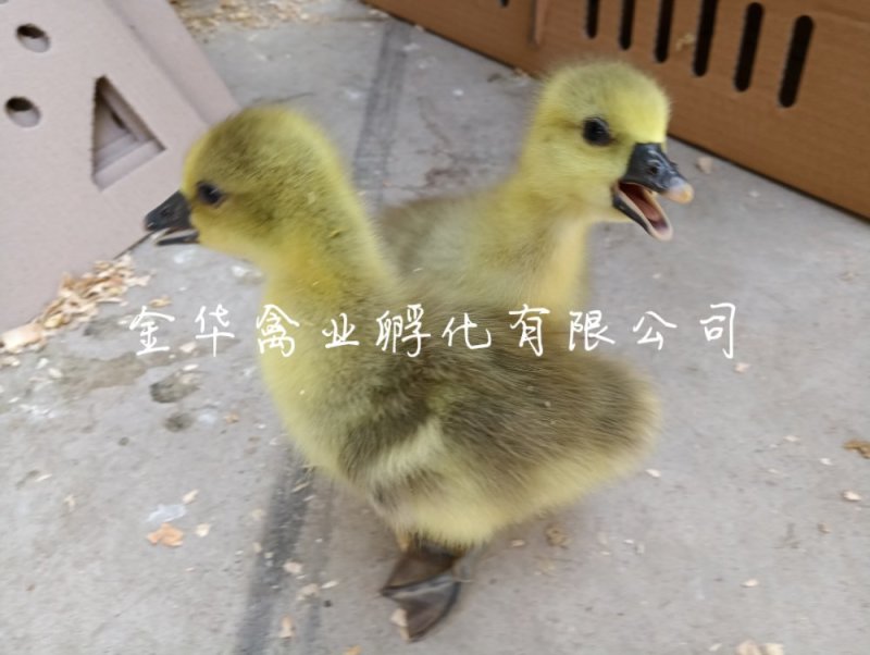 朗德鹅苗