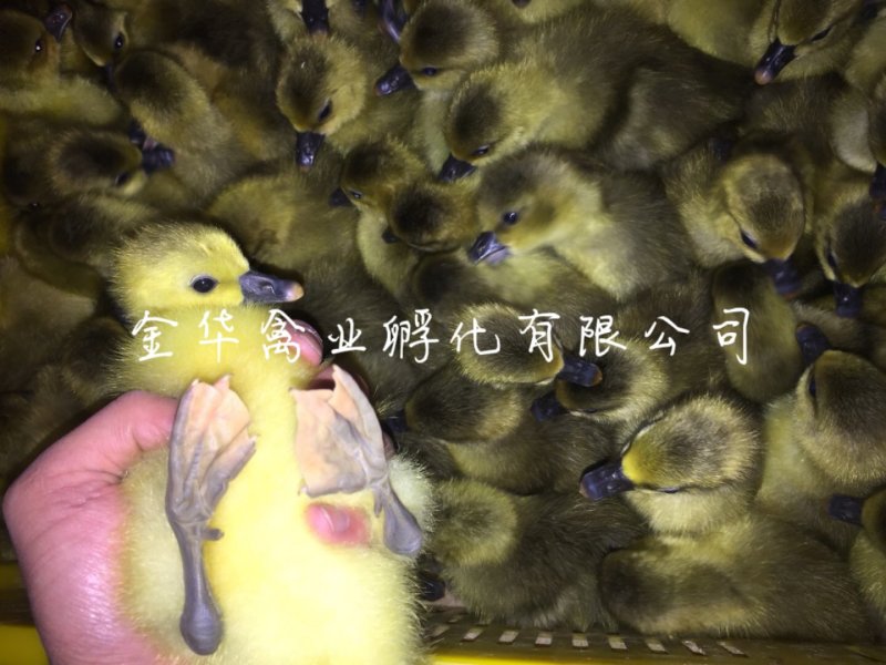 朗德鹅苗