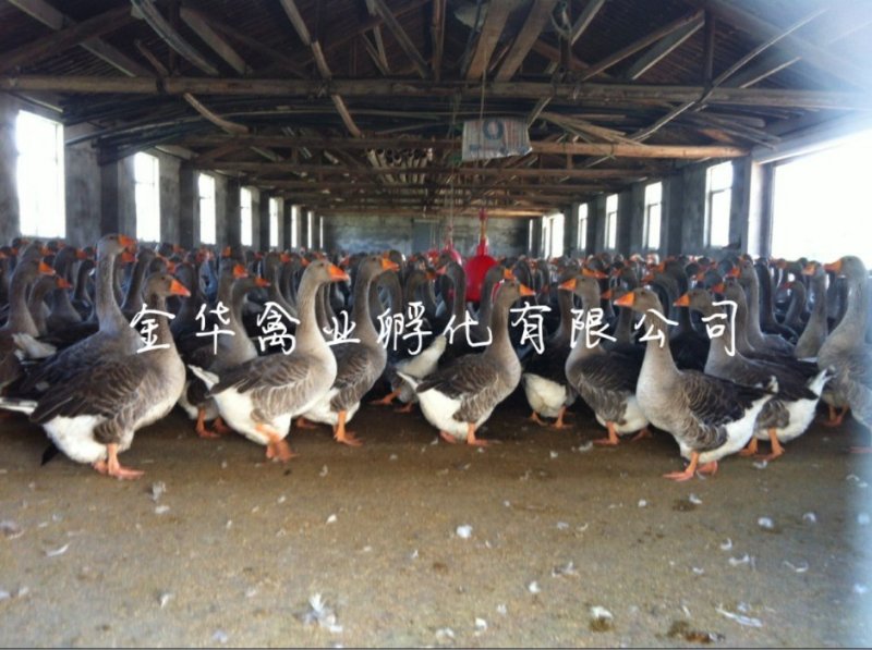 朗德鹅苗
