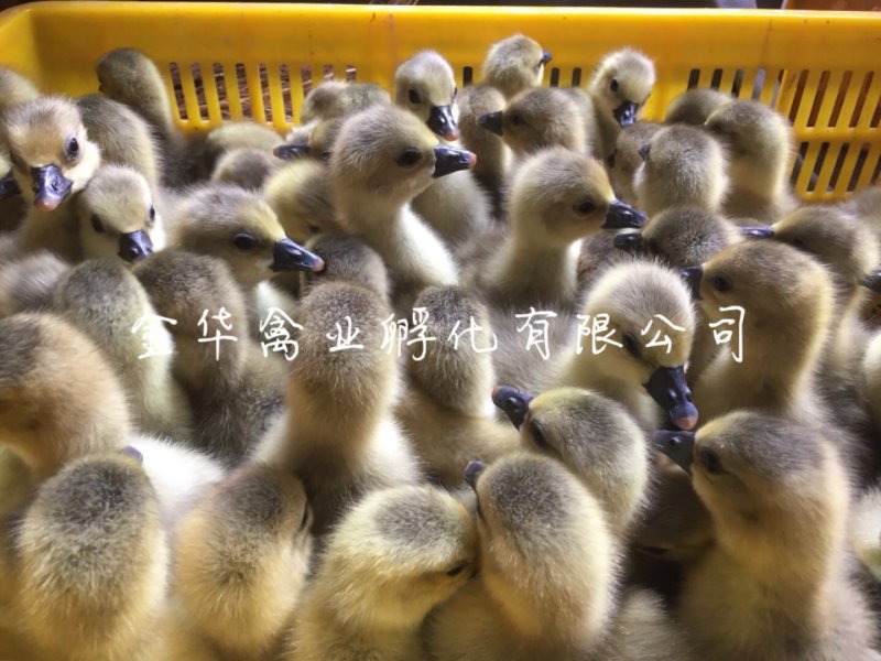 朗德鹅苗