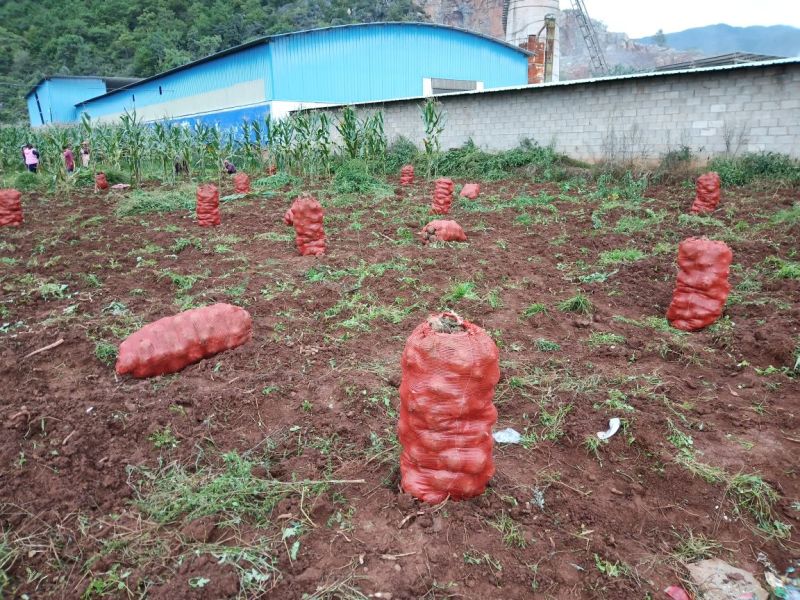 大量出售魔芋种子。保底回收。