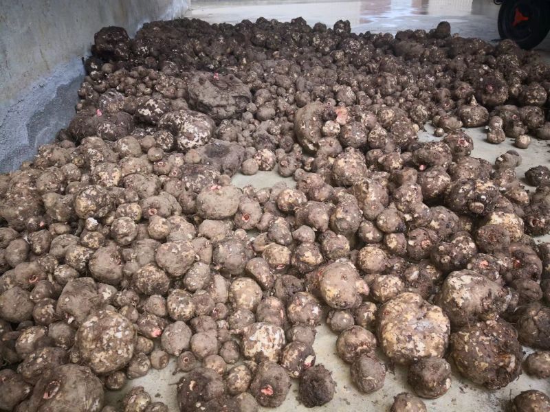 大量出售魔芋种子。保底回收。