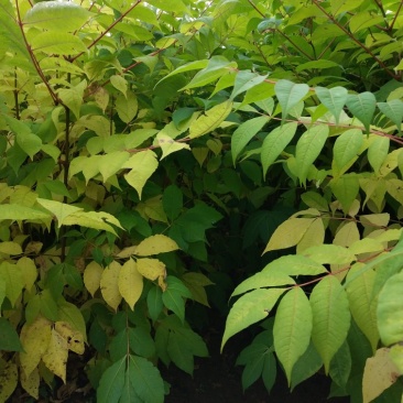 出售黄柏苗（黄菠萝苗），一年苗及二年苗，植株健壮