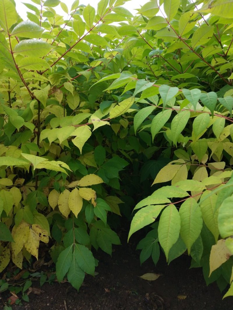 出售黄柏苗（黄菠萝苗），一年苗及二年苗，植株健壮