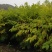 出售黄柏苗（黄菠萝苗），一年苗及二年苗，植株健壮