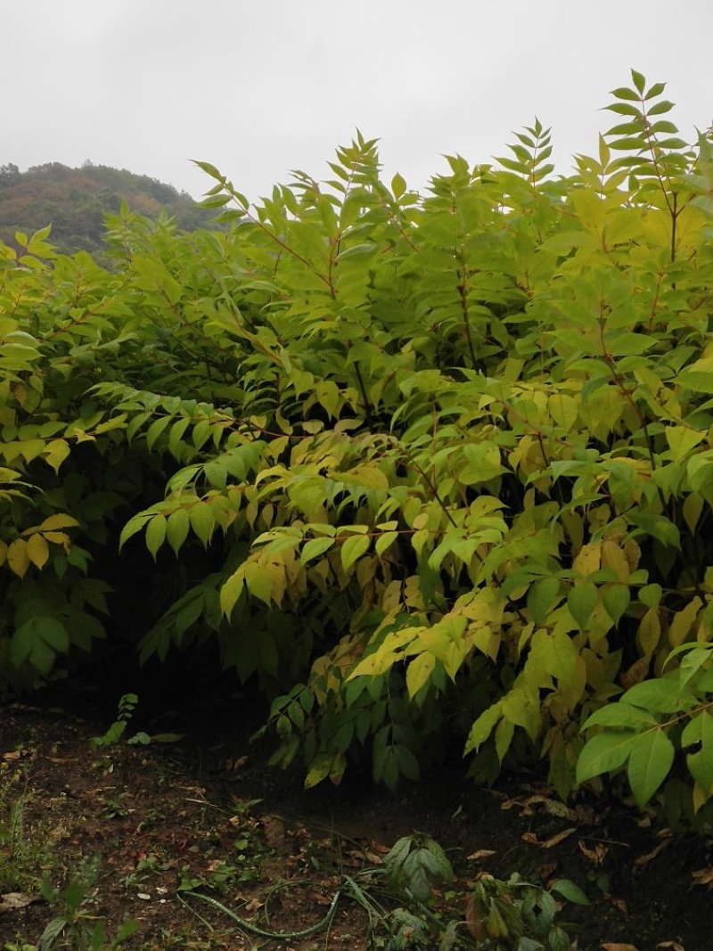 出售黄柏苗（黄菠萝苗），一年苗及二年苗，植株健壮