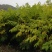 出售黄柏苗（黄菠萝苗），一年苗及二年苗，植株健壮
