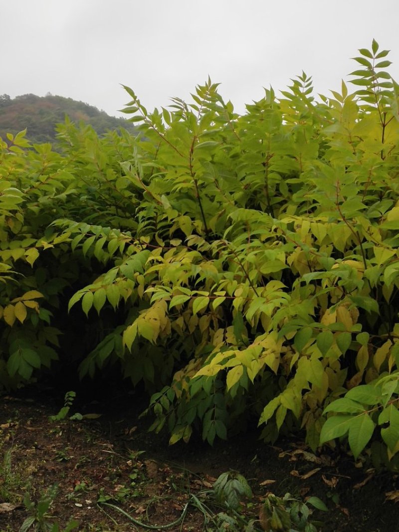 出售黄柏苗（黄菠萝苗），一年苗及二年苗，植株健壮