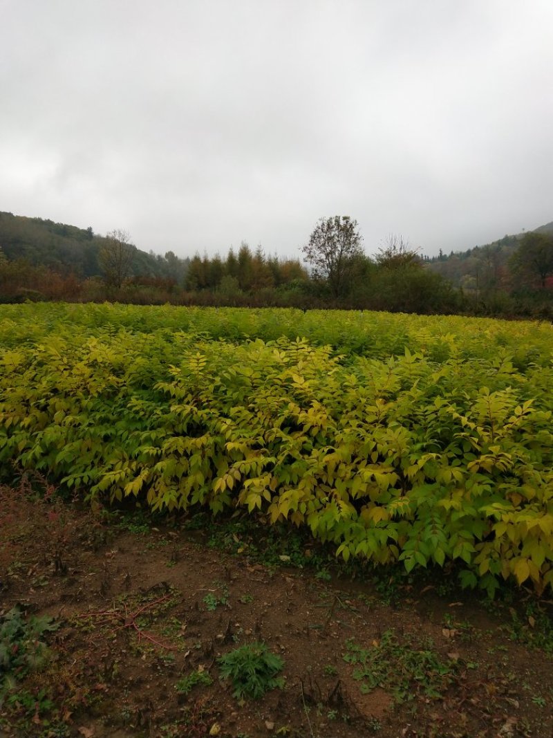 出售黄柏苗（黄菠萝苗），一年苗及二年苗，植株健壮